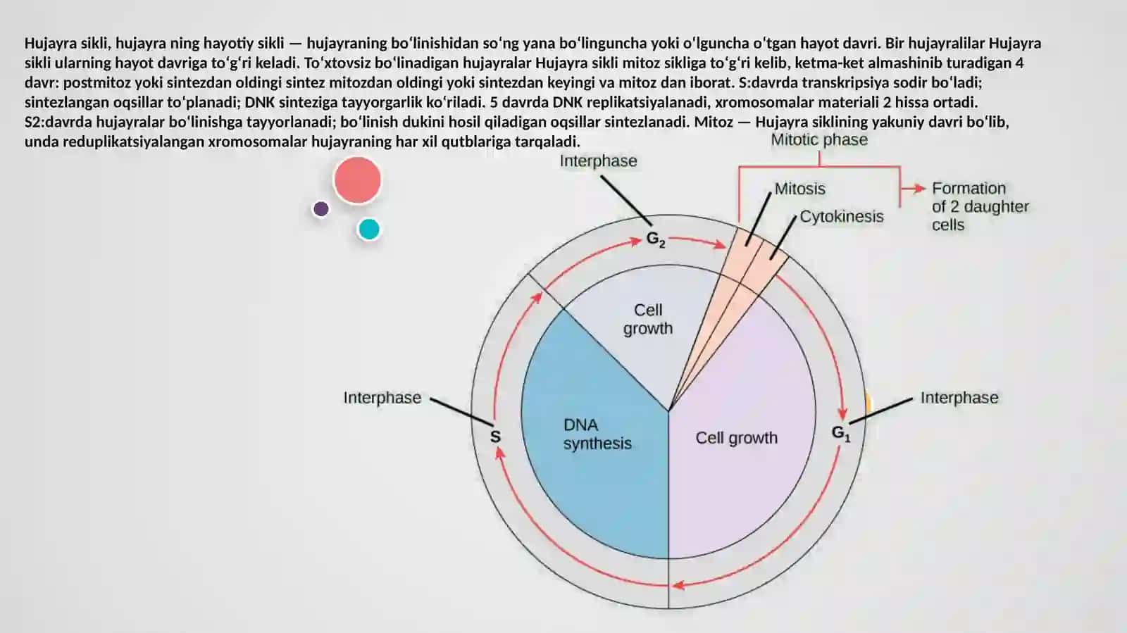 Hujayra apoptozi 3