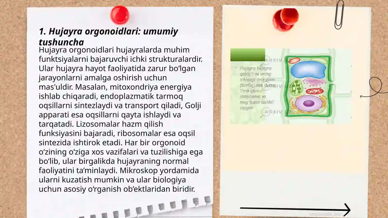 Hujayra orgonoidlari 3