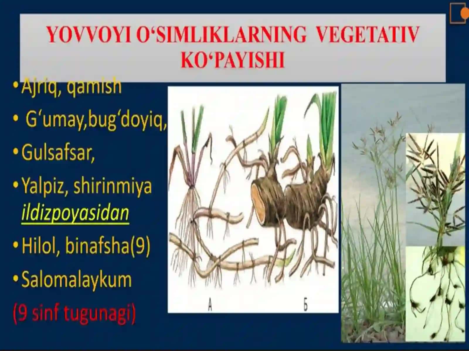 O’simliklarning vegetativ ko’payishi 3