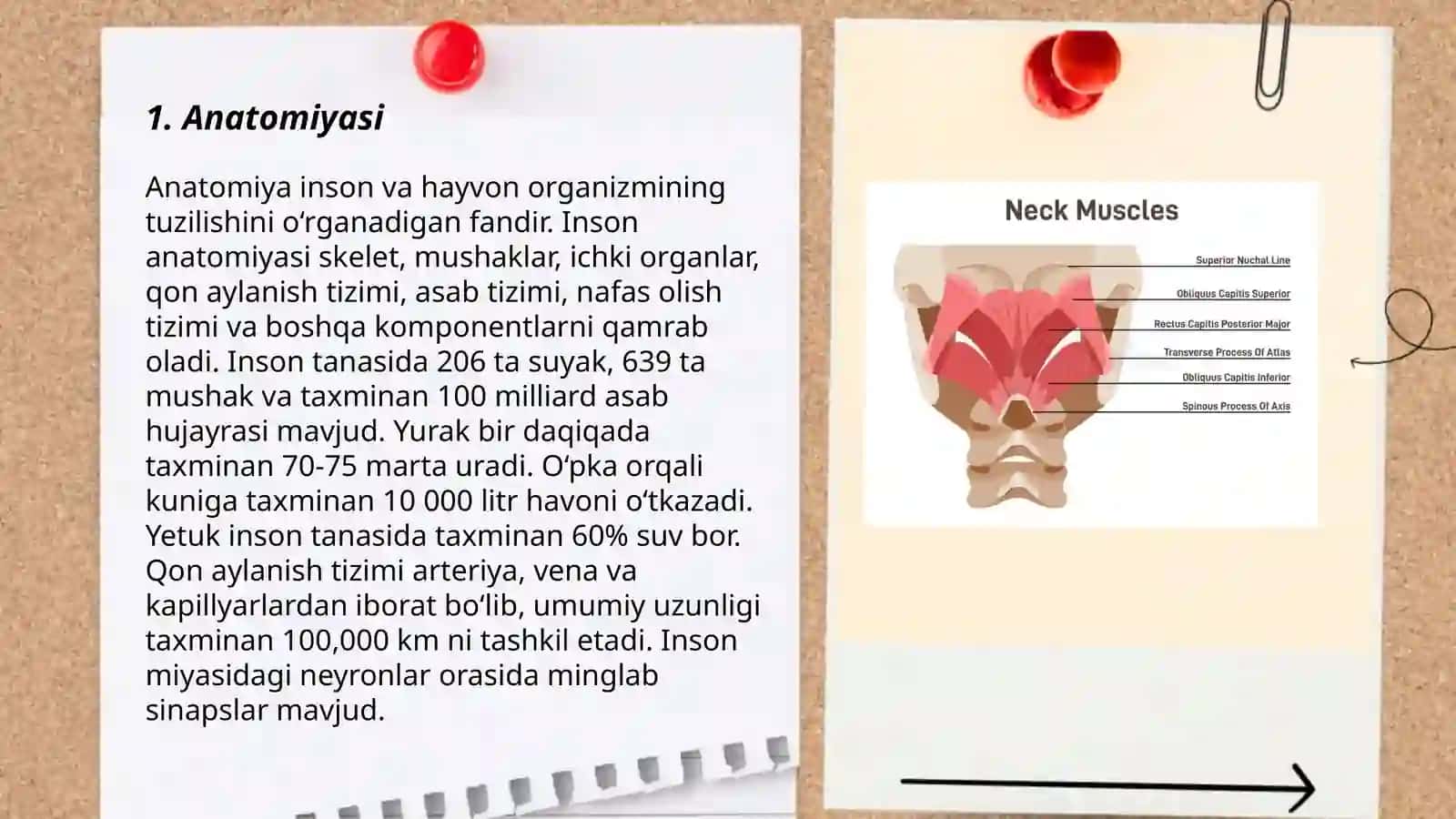 Bo’yin mushaklari 3