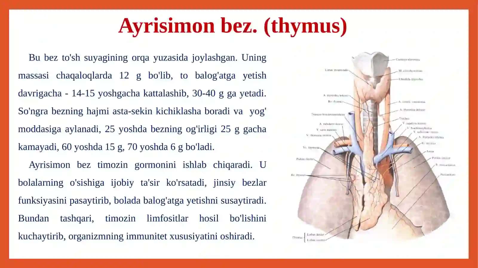 Ayrisimon bez va buyrak usti bezlari 3