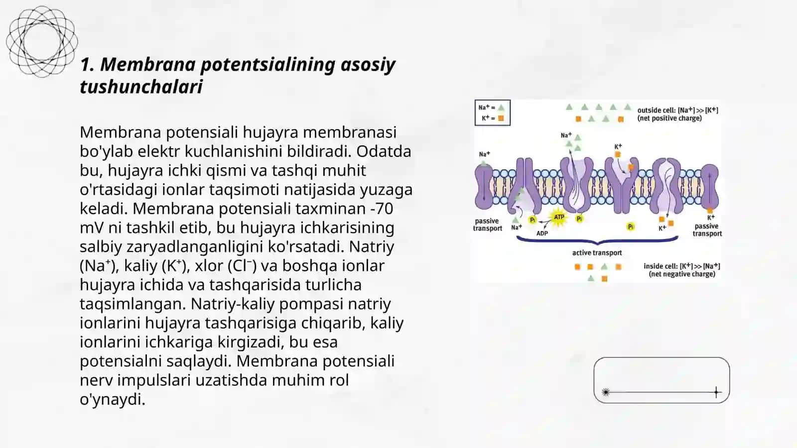 Membrana potensiali 3