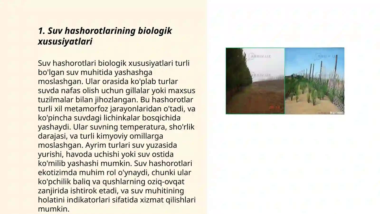 Suv muhitida yashovchi hashorotlar 3