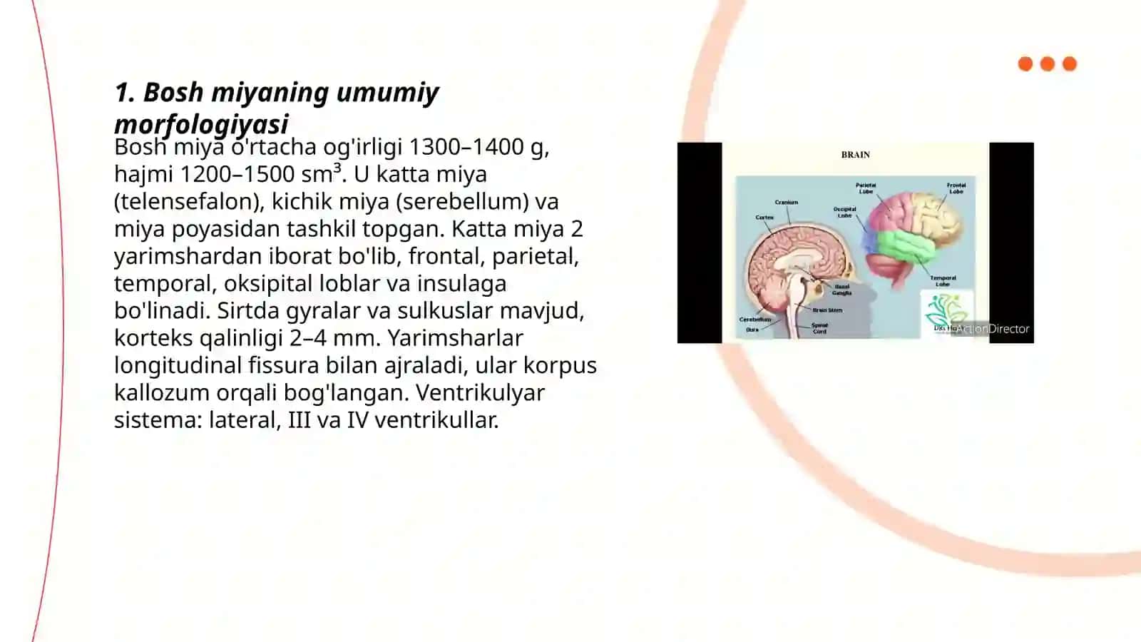 Bosh miya va uning tuzilishi 3