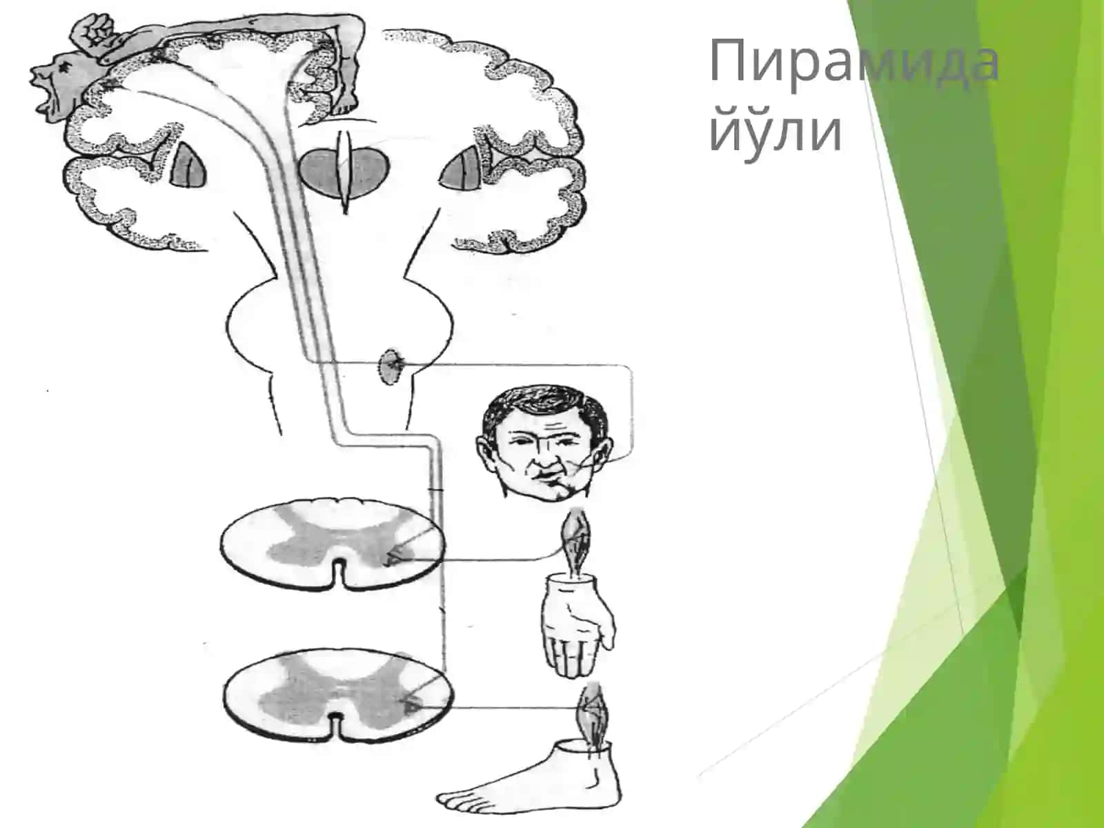 Ихтиёрий харакат тизими 3