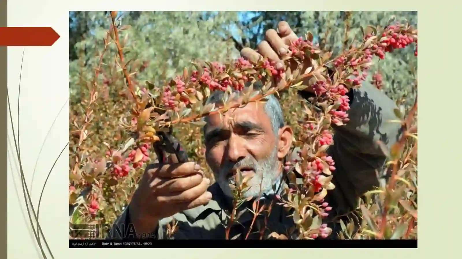 Zirk o`simligi haqida 3