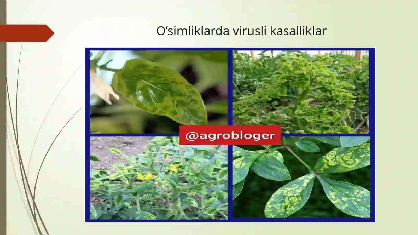 Viruslar va virosporalar tuzilishi 3