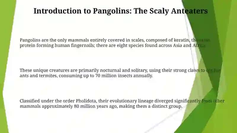 Pangolin animal 3