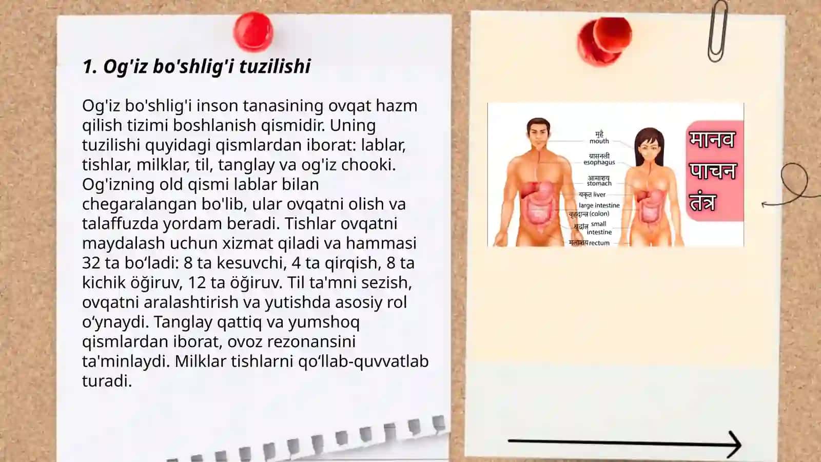 Hazm azolar tizimi 3
