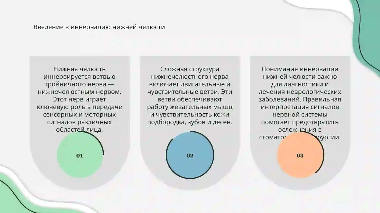 Иннервация нижнего челюсти 3