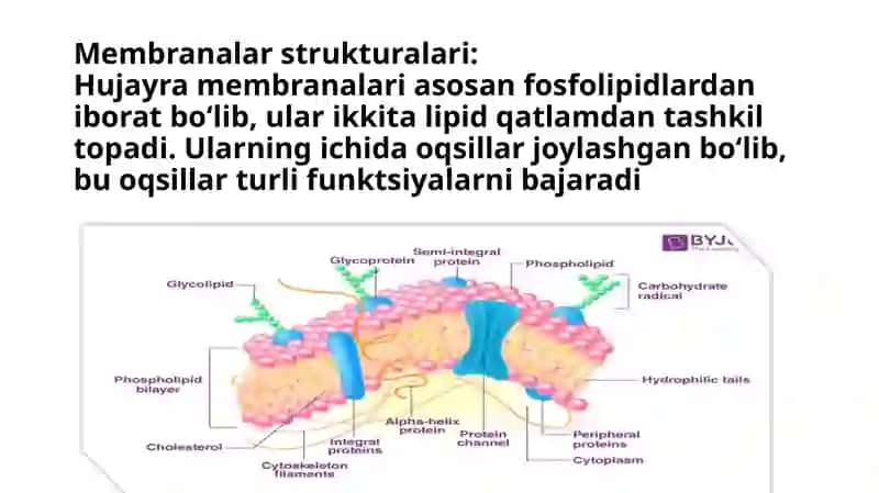 Membranalar buzilishlari 3