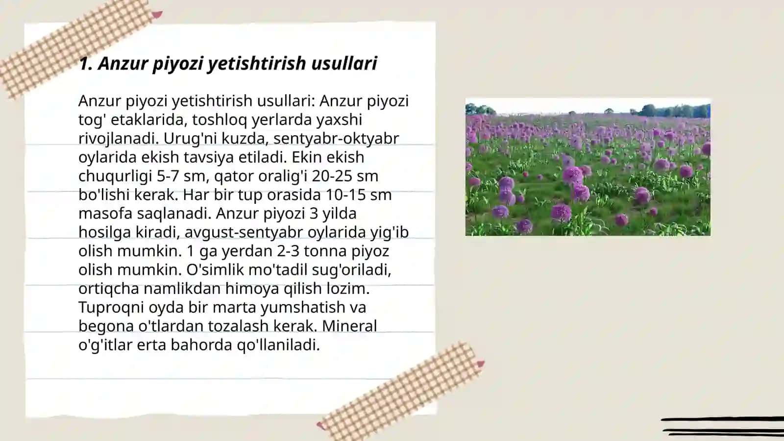 Anzur piyozi 3