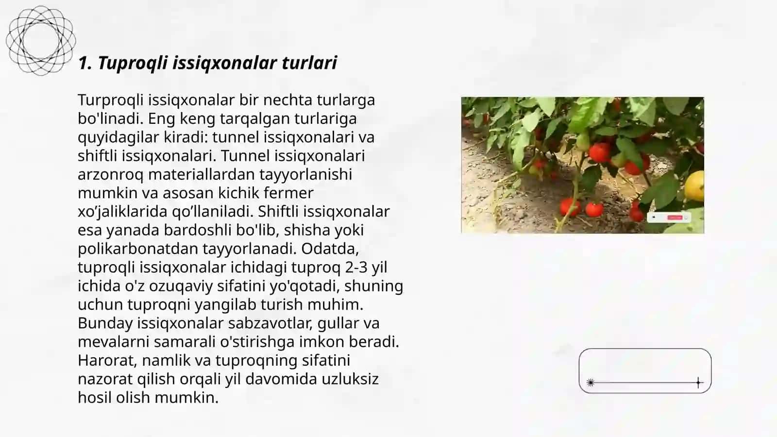 Tuproqli issiqxonalarda pamidor yetishtirish texnologiyasi 3