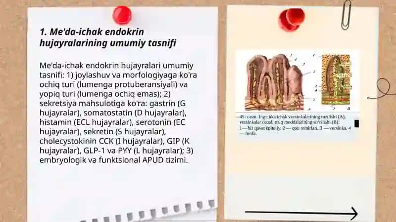 Me'da ichak nayining endokrin hujayralari 3