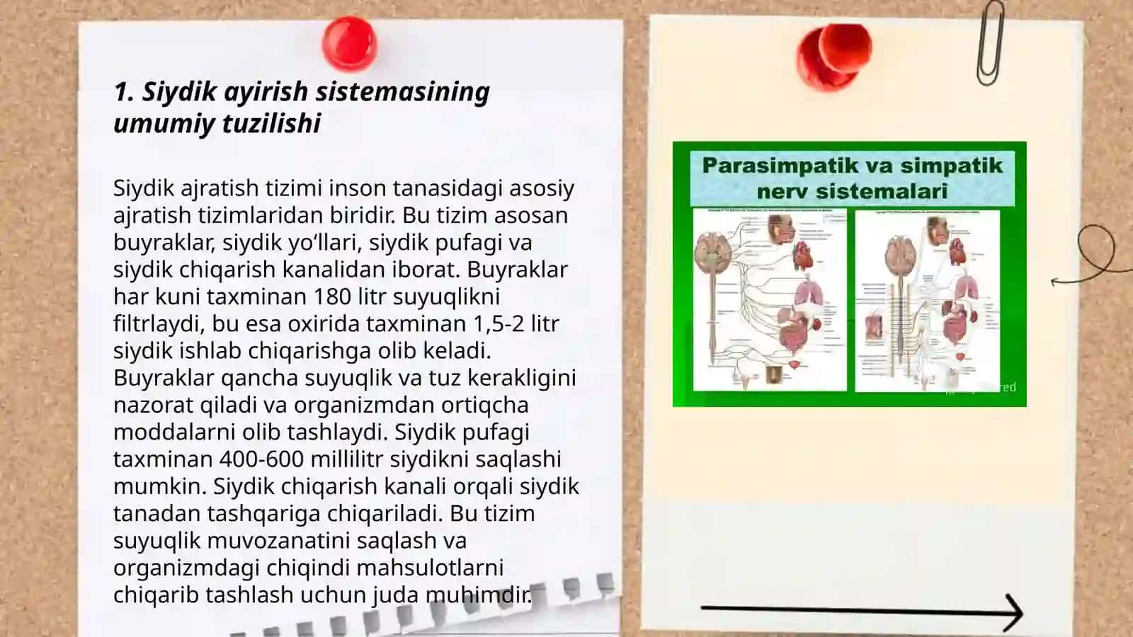 Teri va siydik ayirish sistemasi 3