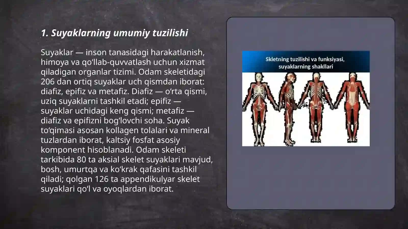 Suyaklarning umumiy tuzilishi 3
