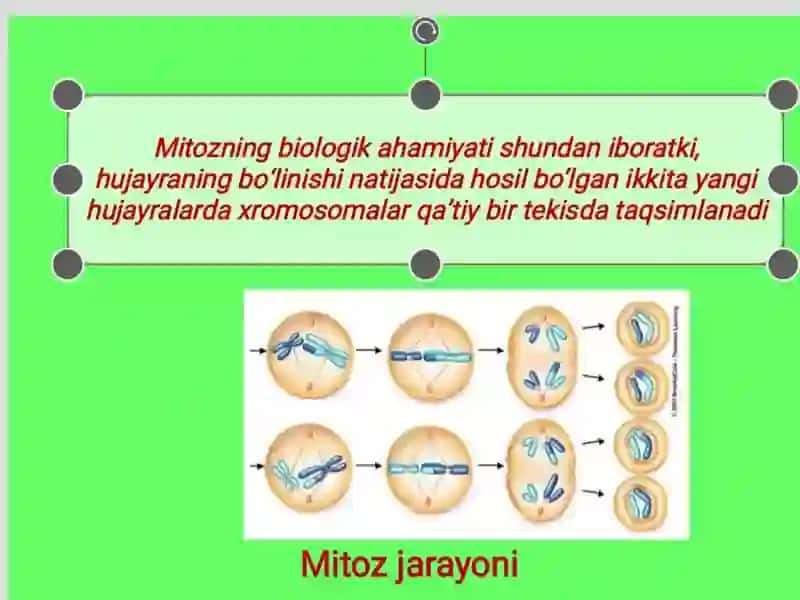 Hujayraning mitotik va hayotiy sikli 3