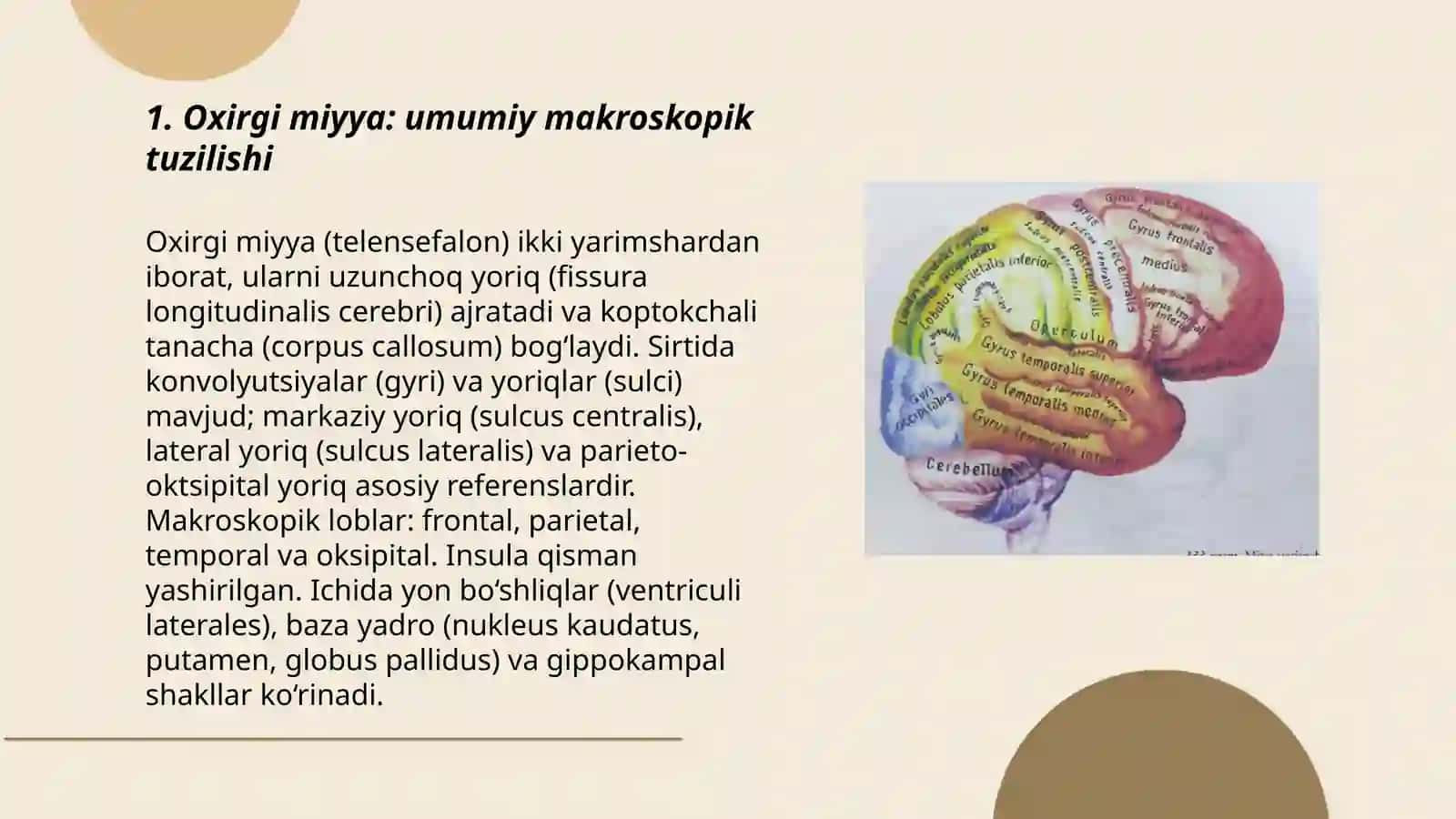Oxirgi miyya anatomiyadi 3