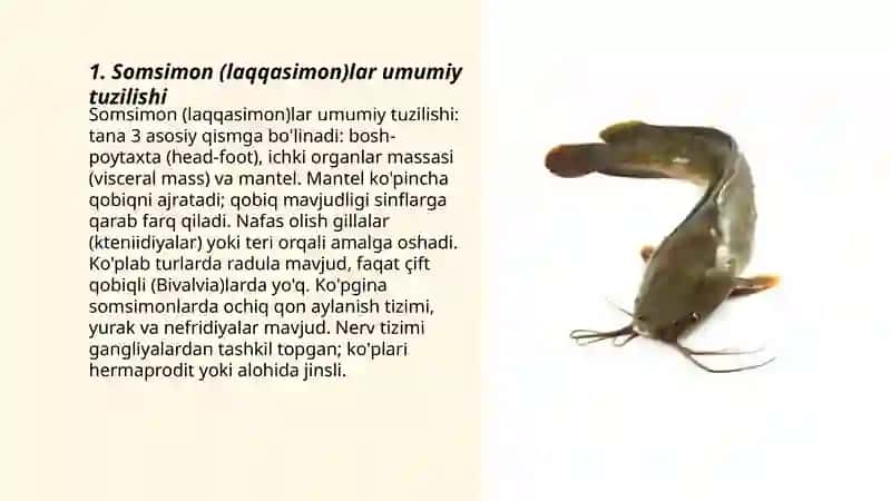 Somsimon (laqqasimon)lar 3