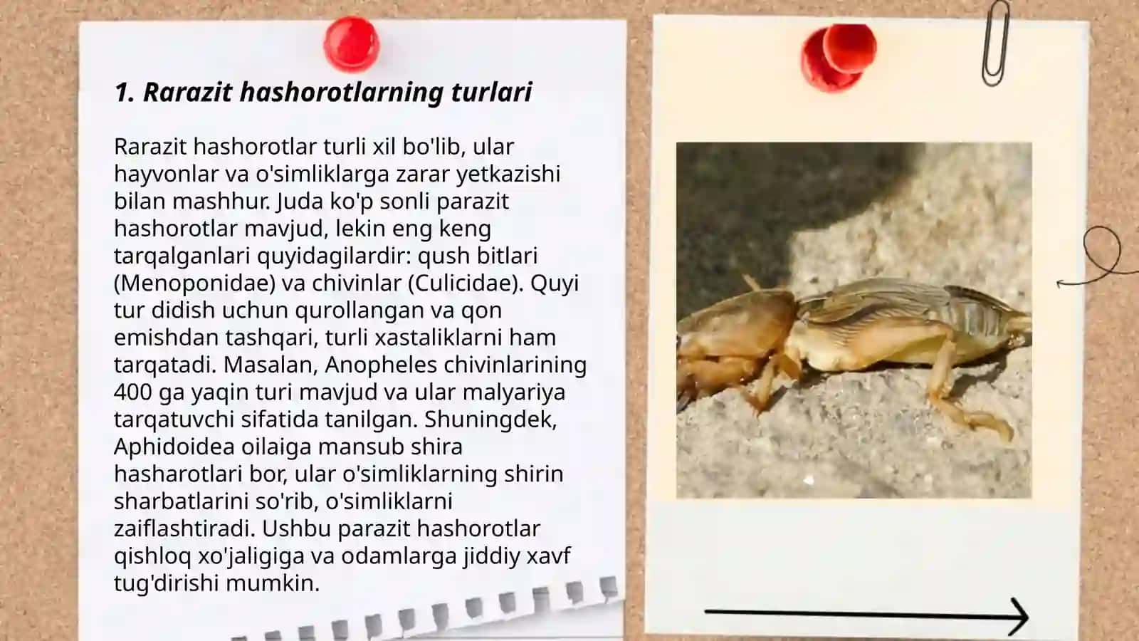 Rarazit hashorotlar 3