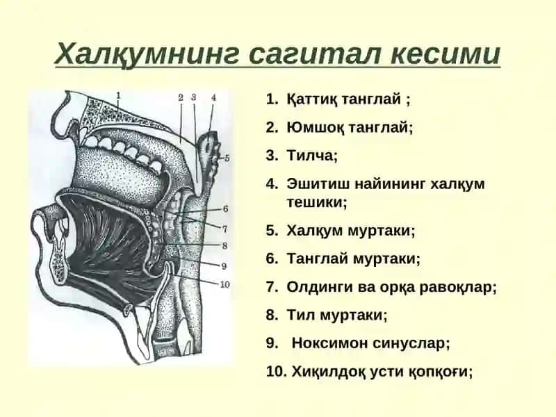 Халқум қисмлари 3