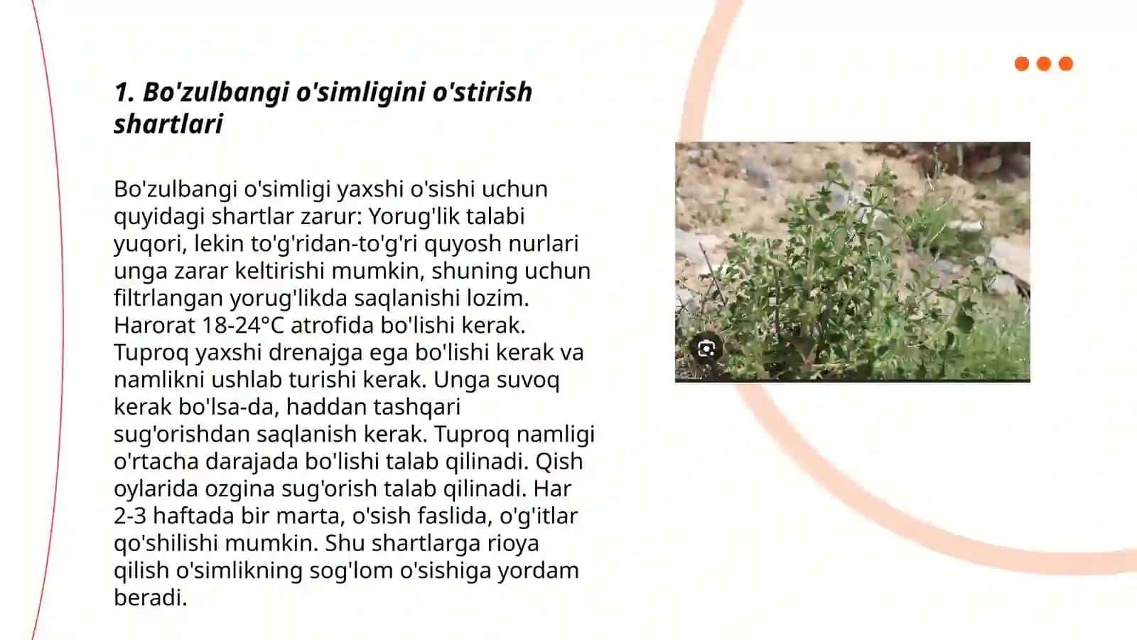 Bozulbangi o'simligi 3