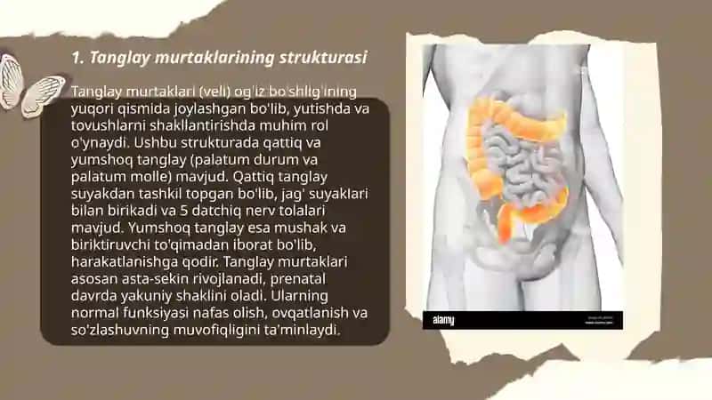 Tanglay murtaklarining yallig'lanishi-anginalar, surunkali tonzillitlar 3