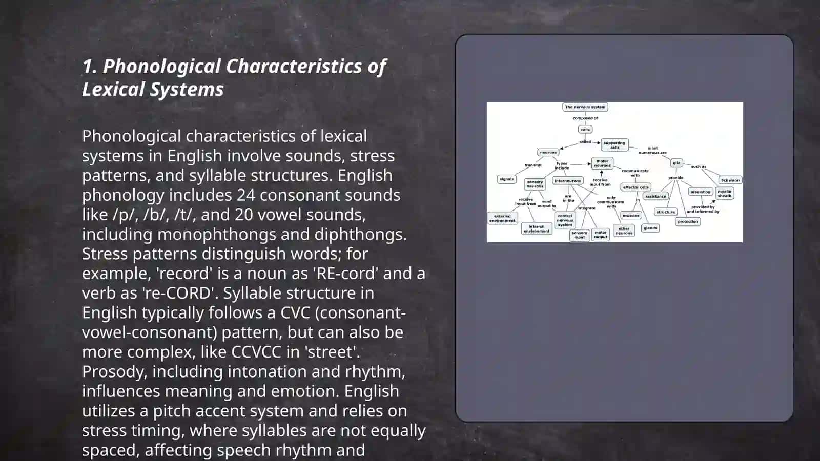 Typology of lexical systems 3