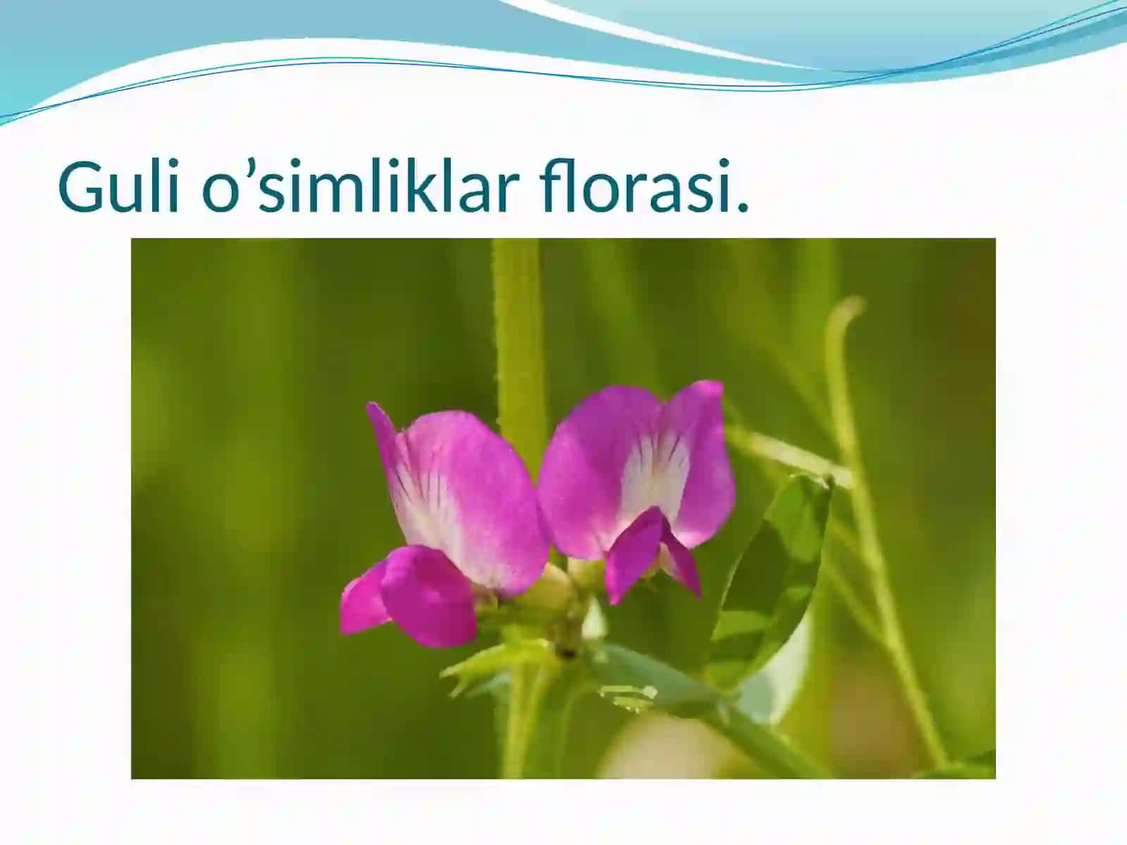 Flora tiplari va tavsifi 3