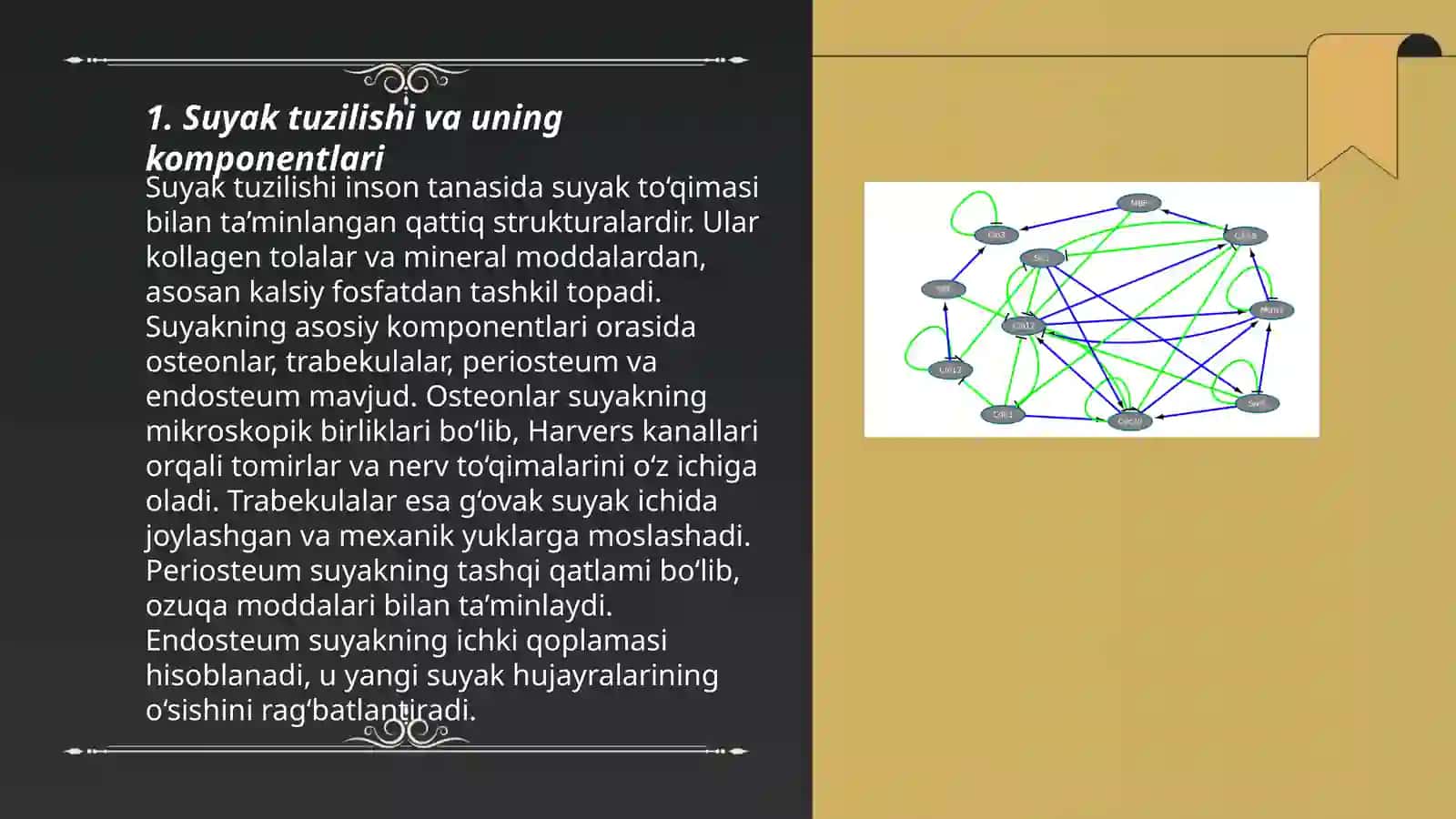 SUYAKNING TUZULISHI VA YOSHGA XOS HUSUSIYATLAR 3