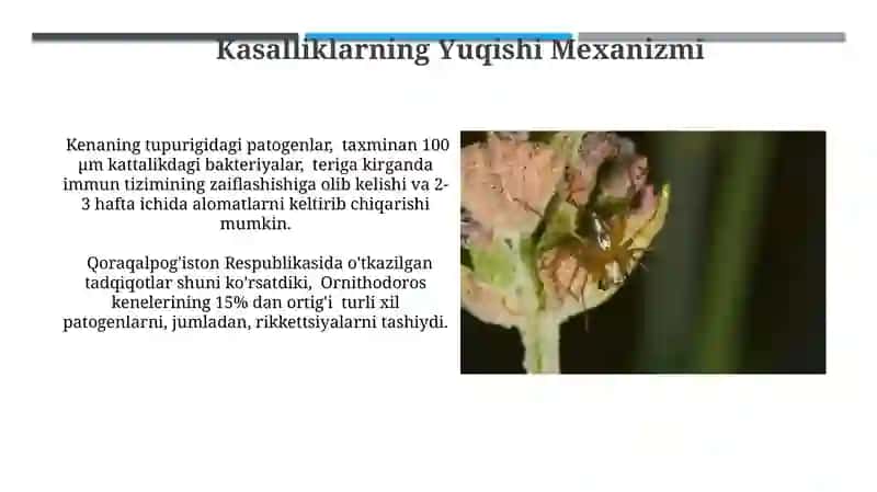Parazitoform kanalar + ornitodorus kanasi 3
