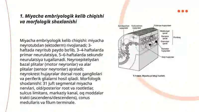 Miyacha rivojlanish anatomiyasi 3