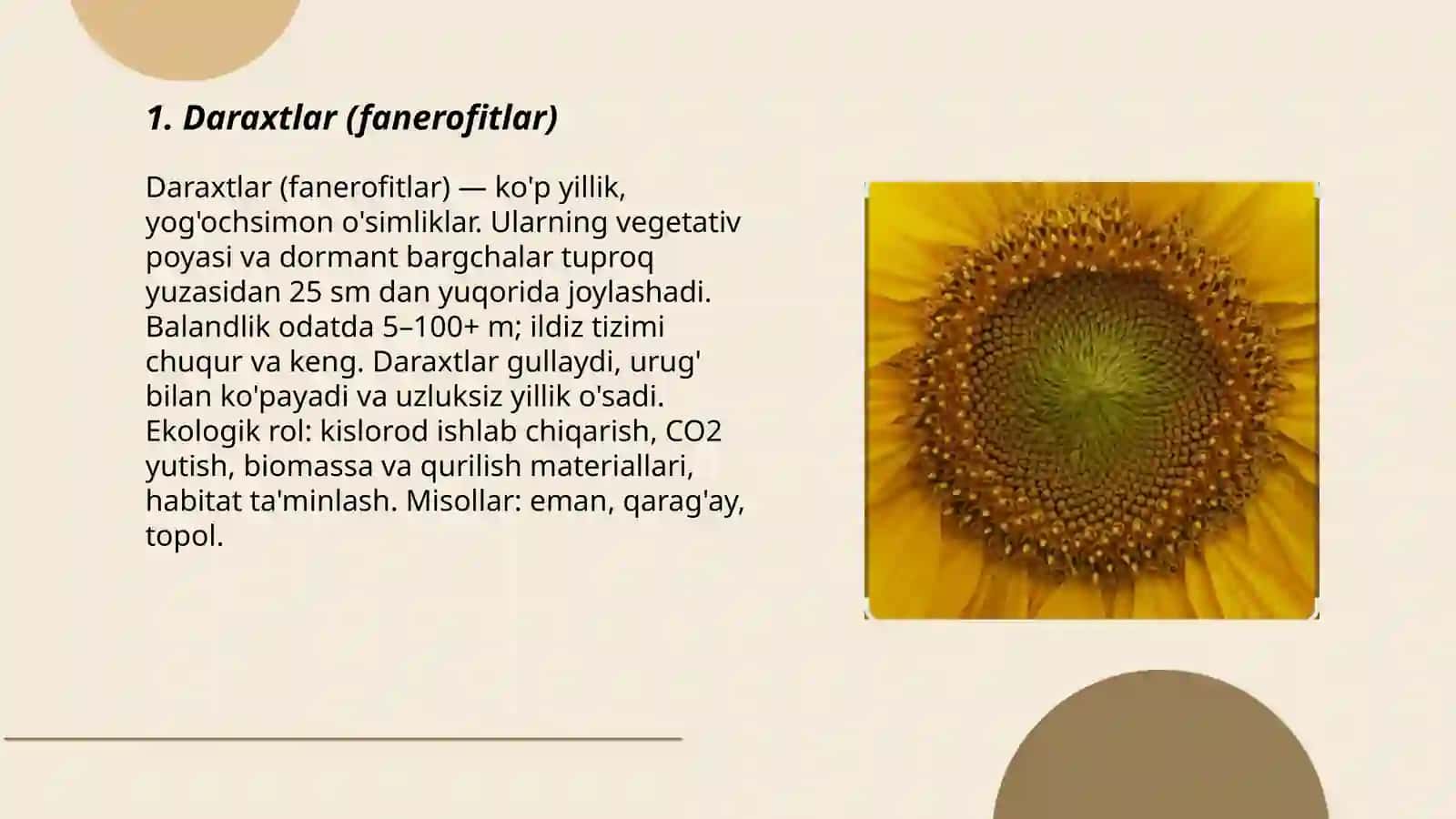 O'simliklarning hayotiy shakllari 3