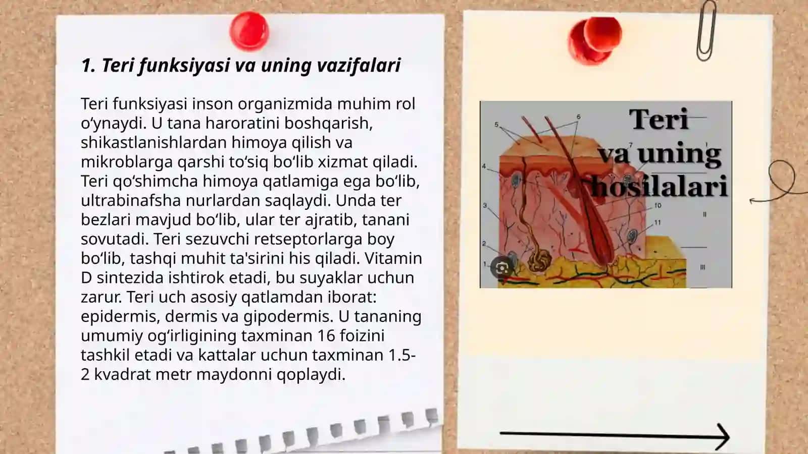 Teri funksiyasi 3
