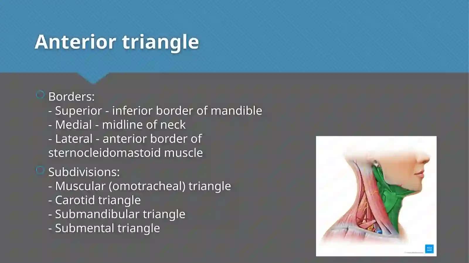 Triangles of neck anatomy 3
