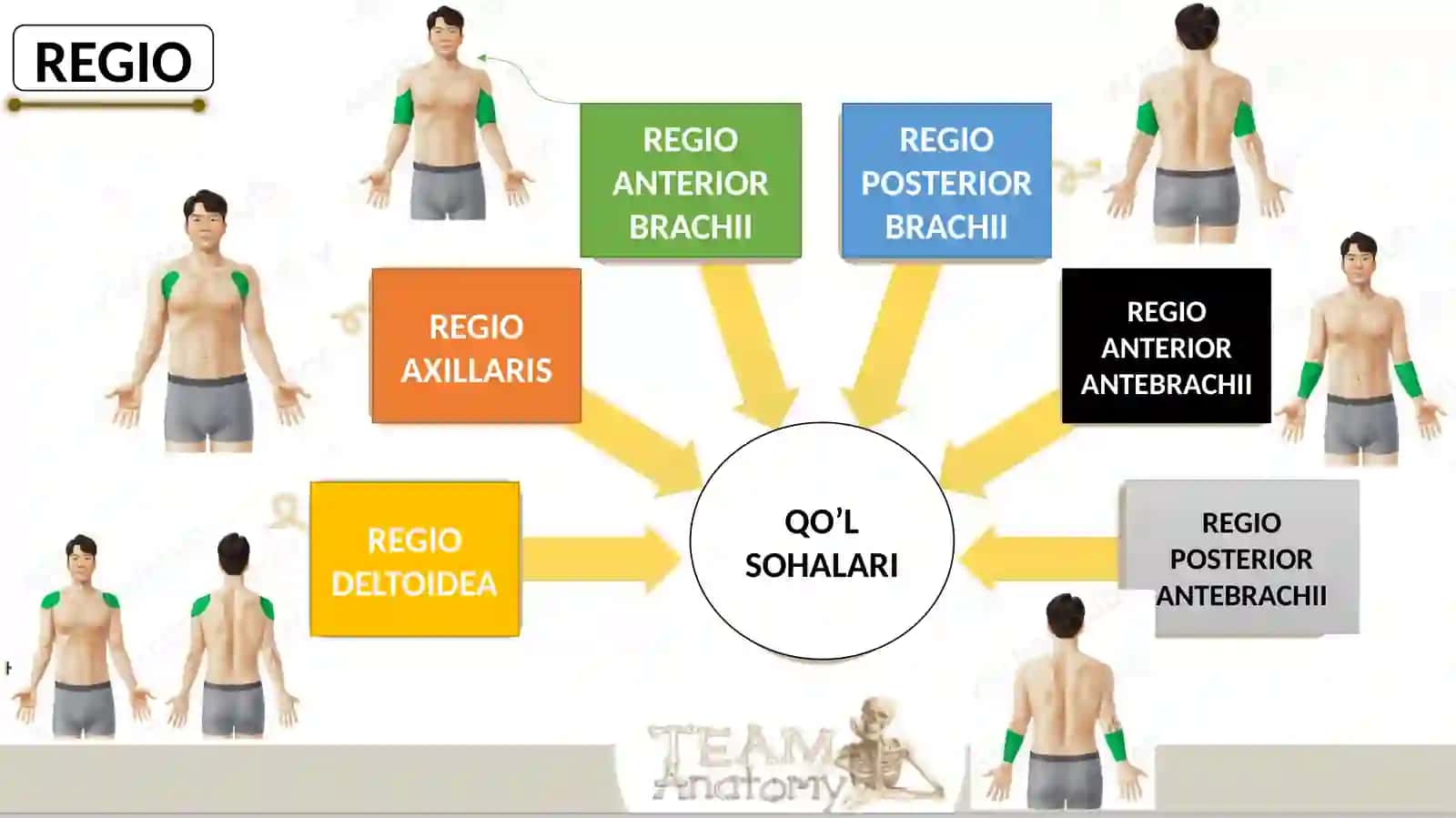 Central Asian Medical University - Qo‘lning topografik anatomiyasi 3