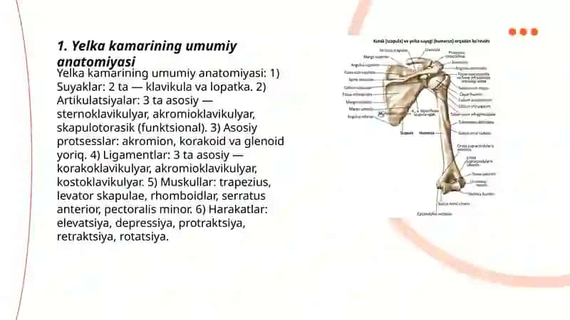 Yelka kamarining umumiy anatomiyasi 3