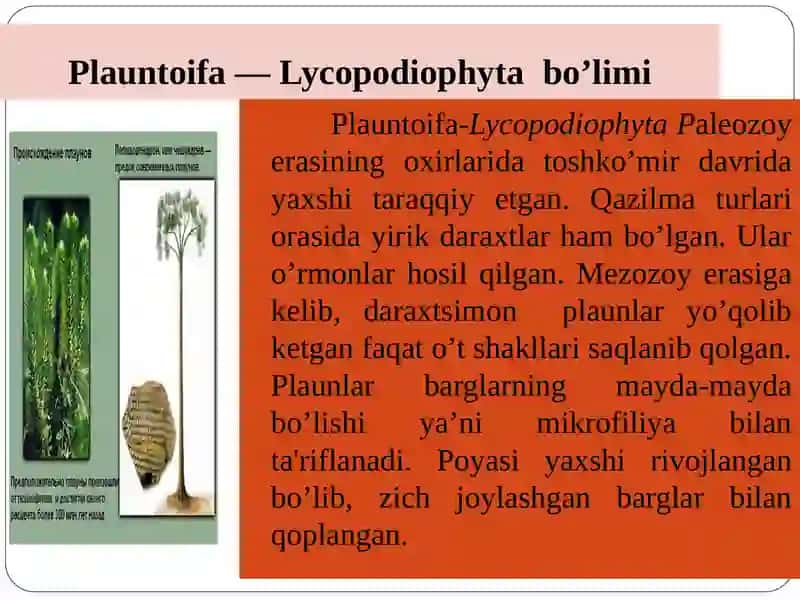 Plauntoifa — Lycopodiophyta o’simliklar bo’limi 3
