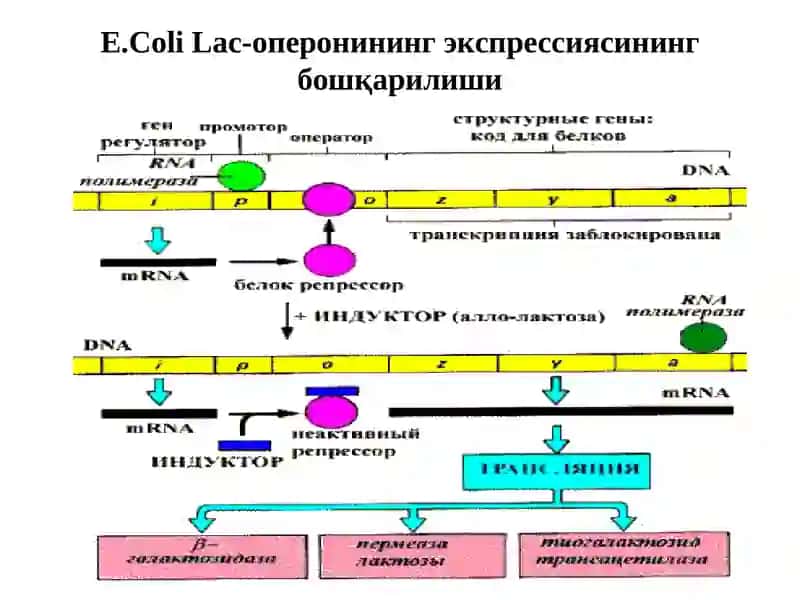 Мутациялар ва канцерогенез 3
