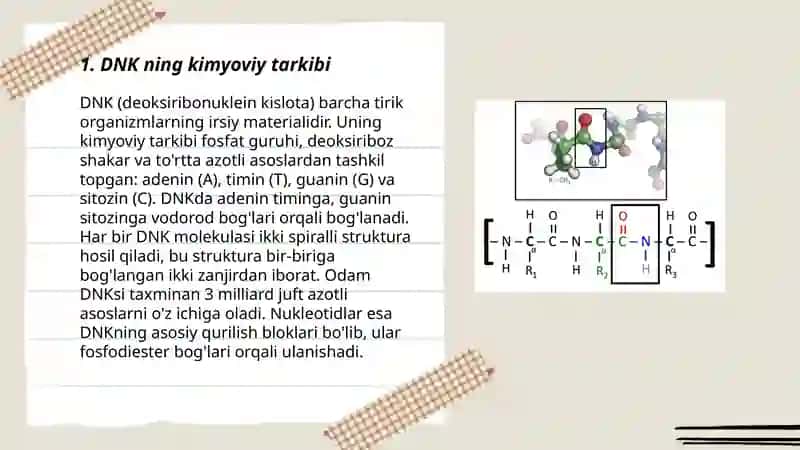 DNKning makromolekulyar strukturasi 3