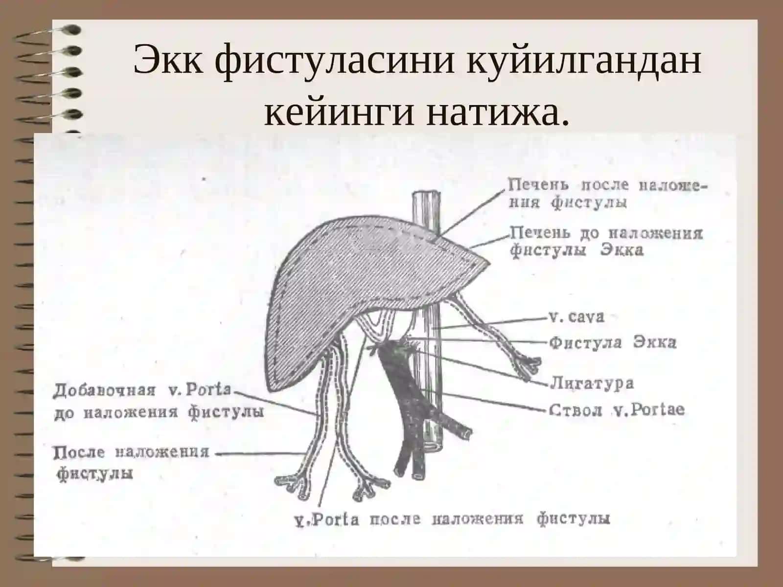ЖИГАРПАТОФИЗИОЛОГИЯСИ 3