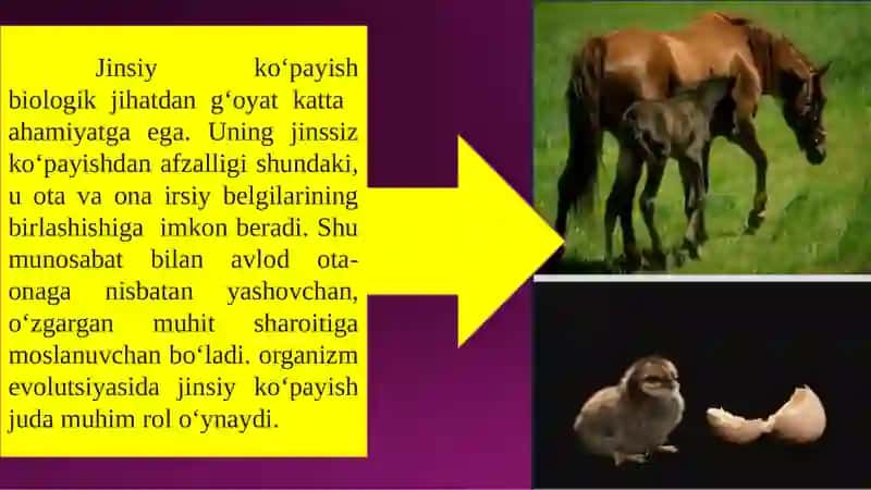 Jinsiyko‘payish 3