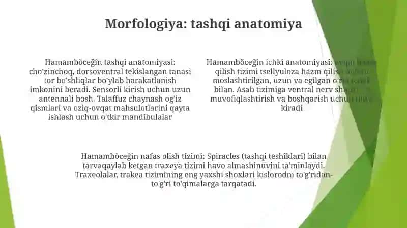 Chayonlar Ichki Tuzilishi 3