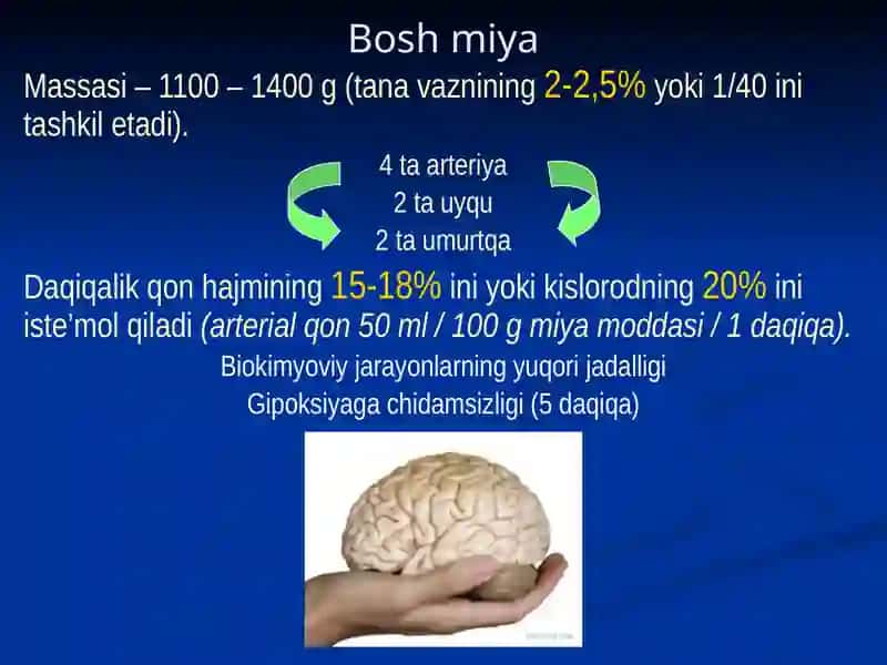 Bosh sohasi miya qismining klinik anatomiyasi 3