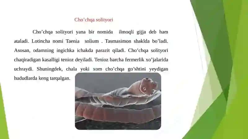 Cho’chqa solityori 3