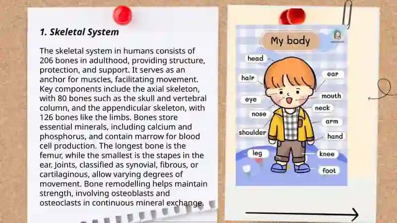 Body parts 3