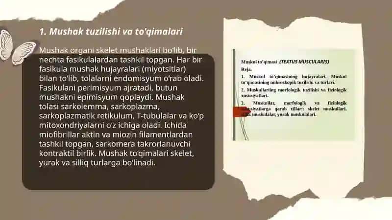 Muskul fizialogiyasi 3