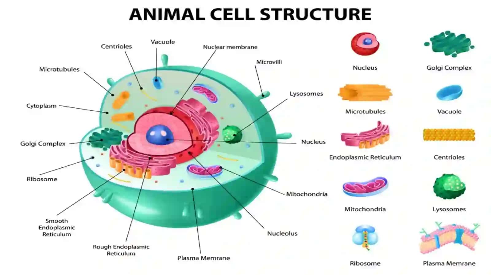 Organoidlar: Endoplazmatik to’r, Membranasiz organellalar:Ribosomalar, sitoskelet va proteosomaBir qavat lipid:Lizosoma, Golji apparati, Endoplazmatik to’r, Peroksisoma va Vakuola.Ikki qavatli membrana:Mitoxondriya 3