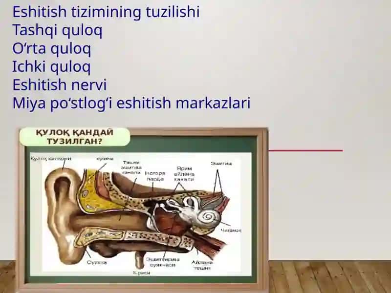Eshitish biofizikasi elementlari. Ultratovush va uni stomatologiyada qoʻllanilishi 3
