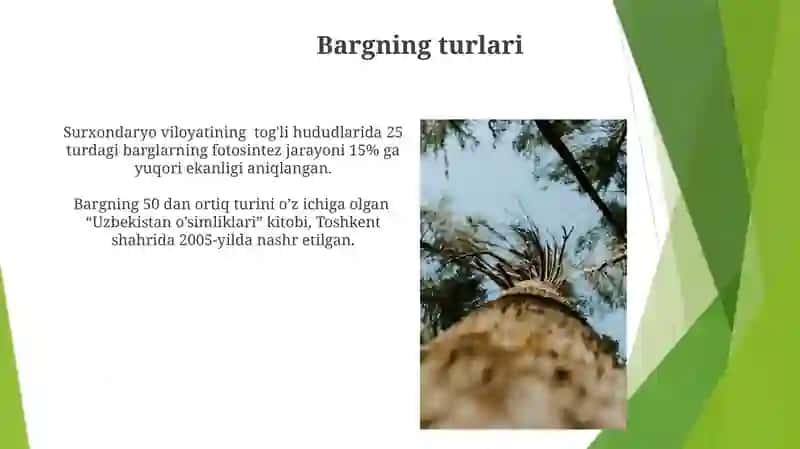 Novda va kurtaklarning tuzilishi 3